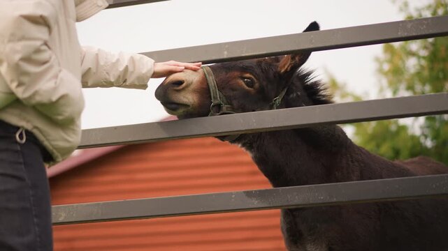 person petting donkey over fence beside red barn, hands reach through wooden rails to stroke muzzle while donkey nuzzles and grazes, close shots of legs and hooves, rustic fence rails, calm rural