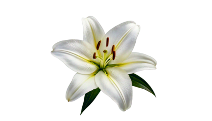  Single white lily flower with green leaves and dark center, isolated on a transparent 