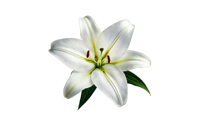 Fototapeta premium Single white lily flower with green leaves and dark center, isolated on a transparent 