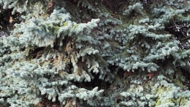 High blue spruce against sky in autumn sunny day