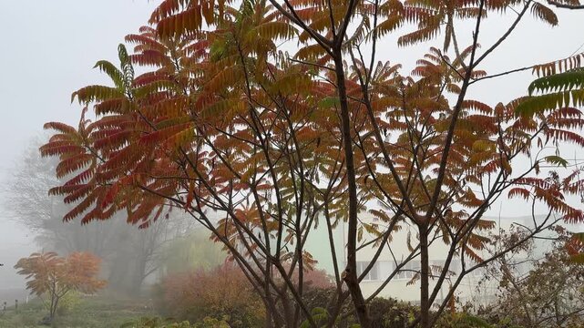 Young sumac trees with bright autumn leaves in foggy morning
