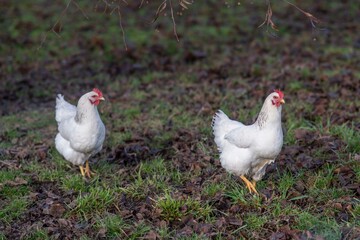 poules blanches dnas un poulailler en libert&eacute;