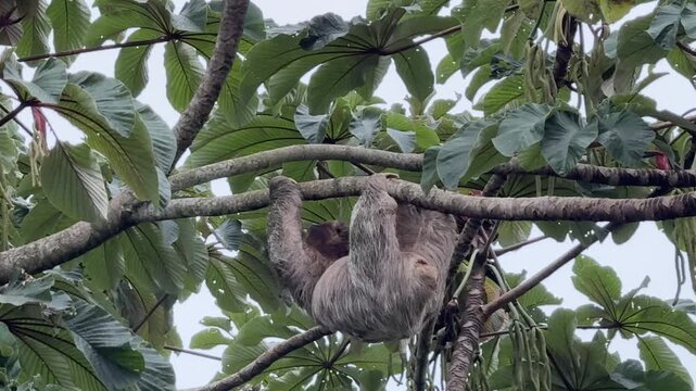 Costa Rica Three Toe Sloth Climbing a Tree