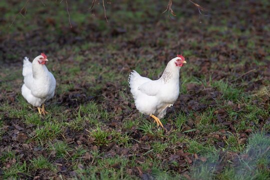 joli poulet blanc en libert&eacute; dans un champ d'herbe