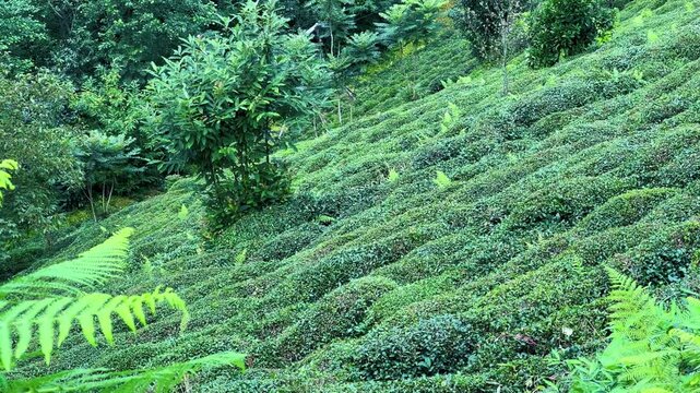 Tea plantations of Rize province with a mountain landscape. Close-up of fresh and bright tea. A tea plant grown on the Black Sea. Karadeniz region in Turkey. Farm for the production of fresh green tea