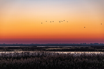 Idyllische Boddenlandschaft vor Zingst mit fliegenden Kormoranen vor Sonnenaufgang. © Karl