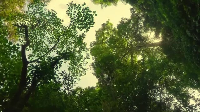 the tree at the waterfall mosquito net thread