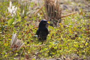 Obraz premium A Black Drongo Bird Nestling in Grass