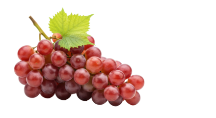 A plump bunch of red globe grapes with translucent purple-red skins and a green vine leaf, isolated on a stark white background with copy space, Concept of natural health
