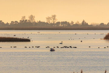 Schwäne, Gänse und Enten auf dem Bodden vor Zingst im Licht der untergehenden Sonne. © Karl