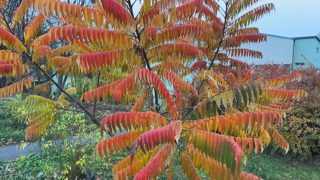 Young sumac tree with bright autumn leaves in overcast morning
