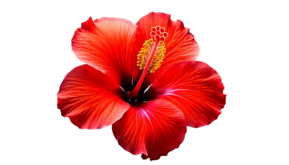 Vibrant Coral Red Hibiscus Flower with Yellow Stamen, isolated on a transparent background,_.png