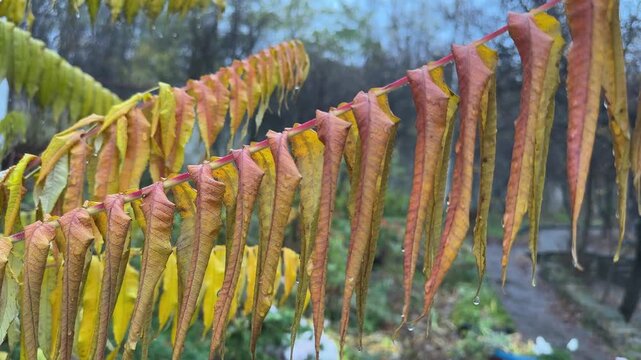 Branch of sumac with wet autumn leaves in rainy morning
