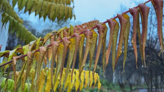 Branch of sumac with wet autumn leaves in rainy morning