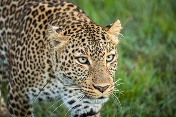 Very close up of Leopard (Panthera pardus) in masai mara conservancy © Ronnie Epstein