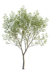 Obraz premium Aphananthe aspera tree, front view, cutout, isolate, A solitary tree with lush green leaves stands alone on a transparent background, evoking feelings of serenity and connection to nature.