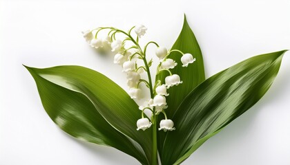 Obraz premium Muguet Sur Fond Blanc