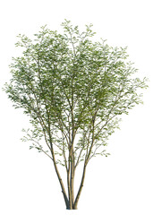 Obraz premium Pteroceltis tatarinowii tree, front view, cutout, isolate, Isolated tree with vibrant green leaves on a transparent background, ideal for design and decorative projects