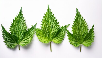 Three Textured Green Nettle Leaves Arranged On A White Background
