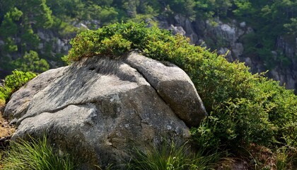 Weathered Textured Gray Rock With Green Vegetation Growing On Top And Around Its Base