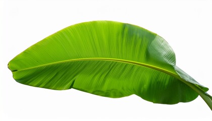 Green Banana Leaf Isolated On Transparent Background