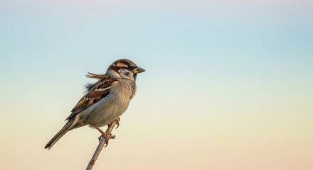 Lonely Sparrow Bird with Copy Space. Conservation Theme.