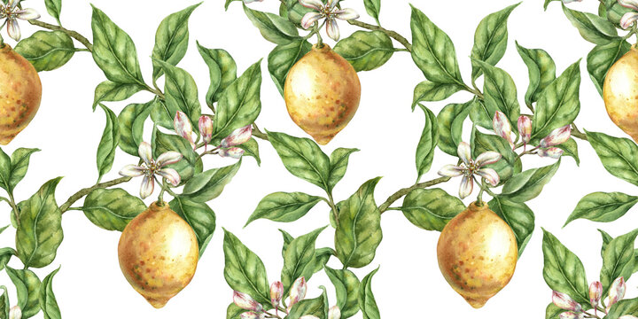 Seamless border watercolor lemon fruit hand drawn citrus branch green leaves flower white background