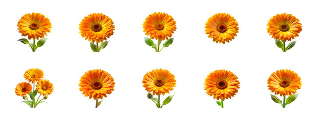 Collection of Calendula isolated on transparent background
