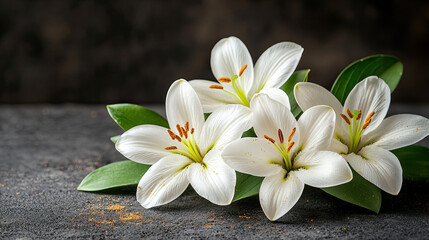 Concept of mourning. White lily flowers on dark background. Mourning or funeral background. White amaryllis flowers arranged in line on soft blue background.