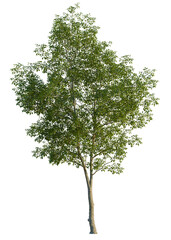 Obraz premium Ulmus carpinifolia tree, front view, cutout, isolate, A solitary tree with lush green leaves stands tall on a transparent background, evoking a sense of serenity and connection to nature.