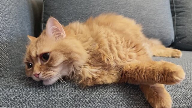 Purring fluffy ginger cat lies on a gray sofa
