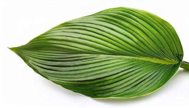 green hosta leaves isolated on white background high quality of perennial plant