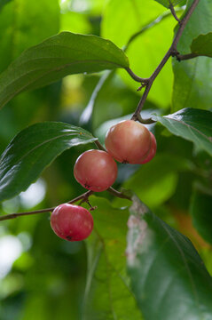 Flacourtia inermis fruits growing on tree branch with glossy leaves, tropical Governor&rsquo;s plum used in food, preserves, drinks and traditional Asian cuisine. Edible tropical produce linked to jams.