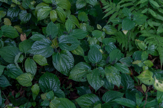 Piper sarmentosum leaves with immature pepper spikes, dense tropical undergrowth, edible herb used in Southeast Asian cuisine, herbal food concepts and ethnobotanical themes.