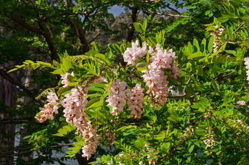 Pink robinia blossoms hanging in dense clusters on leafy branches, spring flowering tree captured outdoors, suitable for botanical content, urban nature visuals and seasonal editorial use.