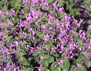 Pink flowers on a Ribbon bush. Hypoestes aristata