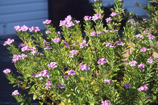 Pink flowers of a Periwinkle plant. Catharanthus roseus