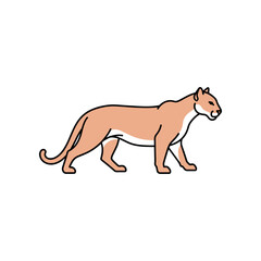 Obraz premium Majestic Mountain Lion Walking Gracefully in Profile View.