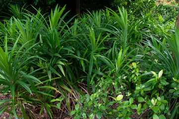 Obraz premium Pandan plant foliage forming dense green texture with long arching leaves. Natural plant background for branding, packaging and nature inspired design.