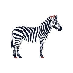 Striking zebra stands tall showcasing bold black and white stripes in profile.