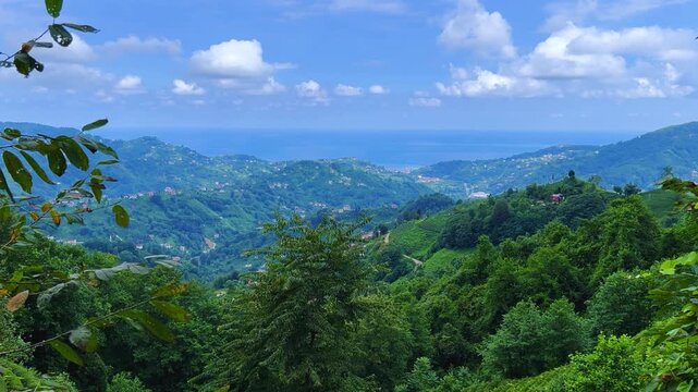 Tea plantations of Rize province with a mountain landscape. Close-up of fresh and bright tea. A tea plant grown on the Black Sea. Karadeniz region in Turkey. Farm for the production of fresh green tea