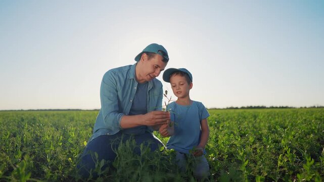 Father and son in field. Father and son teaching their son how to grow crops in a field. A male bonding with a female outdoors capped agriculture plants. Parent and child in a meadow lifestyle.