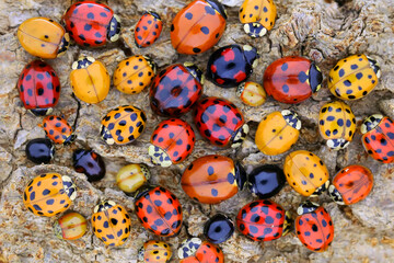 Ladybugs (ladybirds) (Coleoptera: Coccinellidae). Adults. Color biodiversity of ladybirds