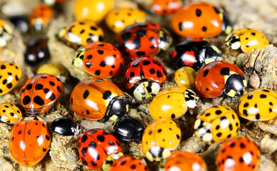 Ladybugs (ladybirds) (Coleoptera: Coccinellidae). Adults. Color biodiversity of ladybirds © Alexey Protasov