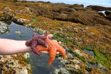 Starfishes on a hand of the man. Coast of Pacific ocean. British Columbia. Canada