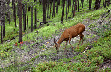 A deer on a forested slope in Banff National Park in the Canadian Rockies (Alberta, Canada)