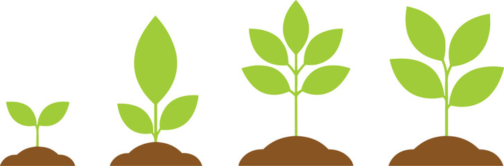 Green plant growth stages vector illustration showing seedling to mature plant in soil isolated on white background for gardening.
