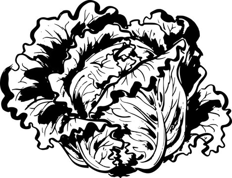 Expressive Sumi-e Style Lettuce Head: Minimalist Brushwork Illus
