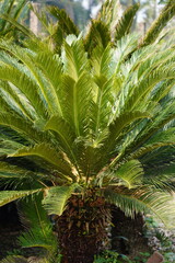 Cycas Revoluta Sago Palm Closeup