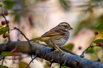 White-throated Sparrow (Zonotrichia albicollis) - Common in eastern US and Canada forests